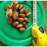 Саджанець Фундук Акорн в контейнері